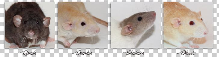 Brown Rat Laboratory Rat Cat Rat Terrier Fancy Rat PNG, Clipart, Agouti, Animals, Brown Rat, Cat, Dumboratte Free PNG Download