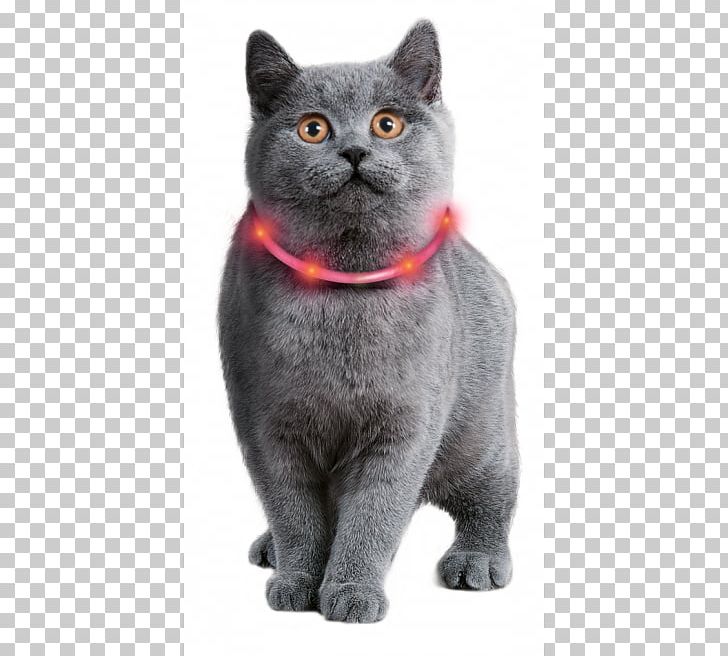 Cat Dog Collar Rope Light PNG, Clipart, American Wirehair, Animal, Animals, Asian, Black Cat Free PNG Download