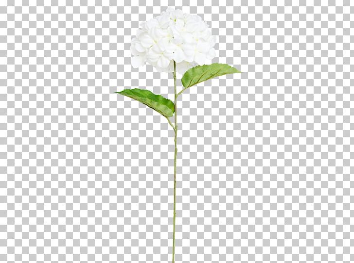 Cut Flowers Plant Stem Leaf Branch PNG, Clipart, Branch, Cut Flowers, Flora, Flower, Flowering Plant Free PNG Download