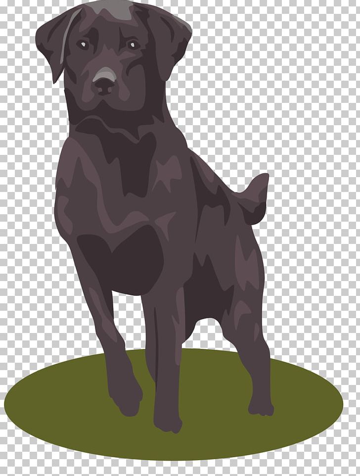 Labrador Retriever PNG, Clipart, Animals, Borador, Carnivoran, Companion Dog, Dog Free PNG Download