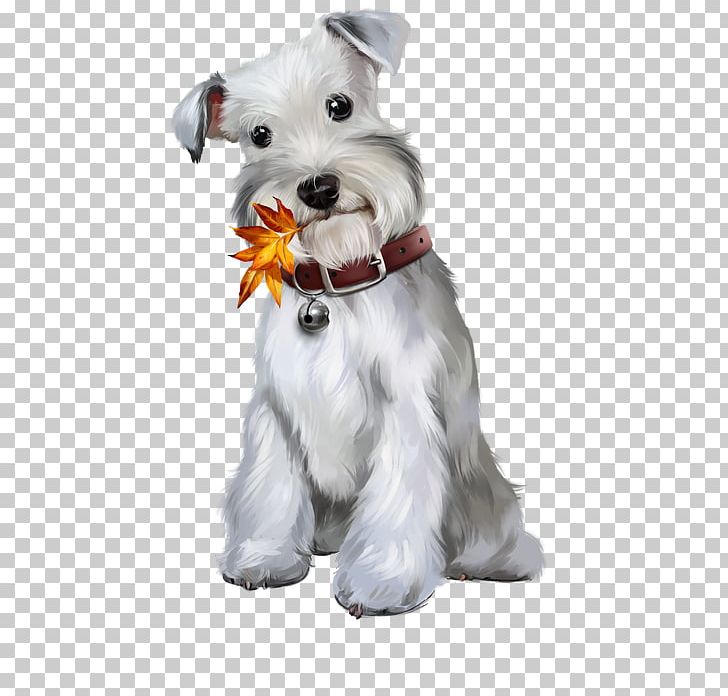 Miniature Schnauzer Puppy Pembroke Welsh Corgi Fox PNG, Clipart, Animal, Animals, Carnivoran, Companion Dog, Dog Free PNG Download