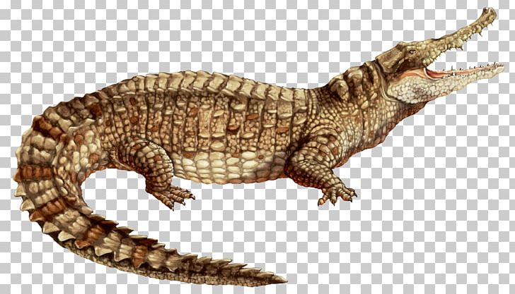Nile Crocodile Alligator Colombia American Crocodile Spectacled Caiman PNG, Clipart, Alligator, American Crocodile, Animal Figure, Black Caiman, Caiman Free PNG Download