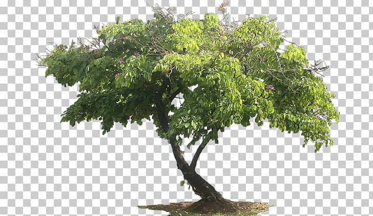 Stock Photography Tree Oak Juglans PNG, Clipart, Birch, Bonsai, Branch, Center, Desktop Wallpaper Free PNG Download