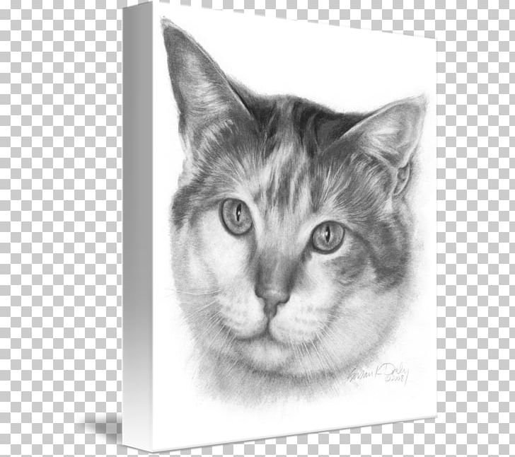 Whiskers Kitten Domestic Short-haired Cat Tabby Cat PNG, Clipart, Animals, Artwork, Black And White, Calico Cat, Carnivoran Free PNG Download