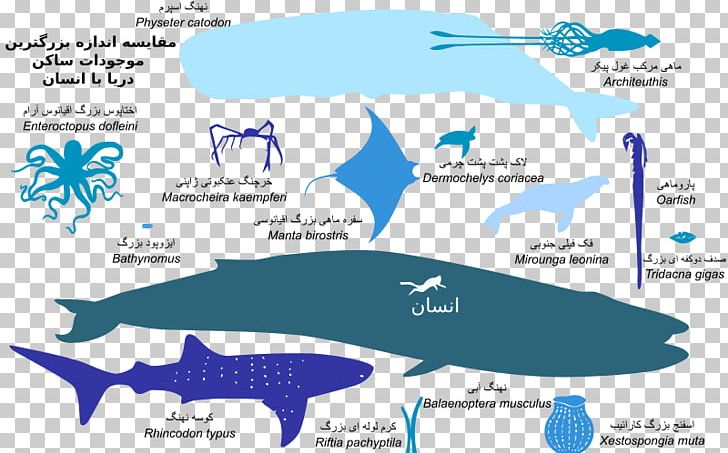 How Big Are The Biggest Squid, Whales, Sharks, Jellyfish?