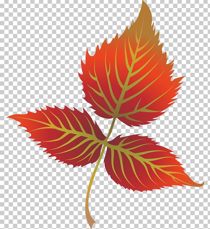 Autumn Leaf Color PNG, Clipart, Art, Autumn, Autumn Leaf Color, Download, Flower Free PNG Download