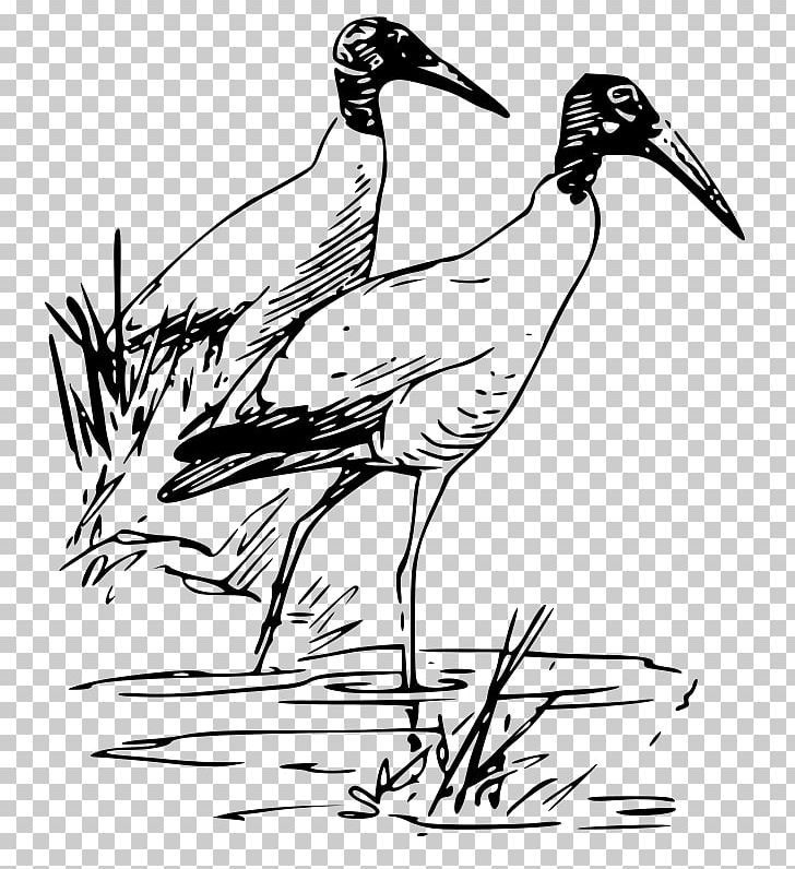 Bird Vertebrate Duck Ibis PNG, Clipart, American White Ibis, Animals, Art, Beak, Bird Free PNG Download