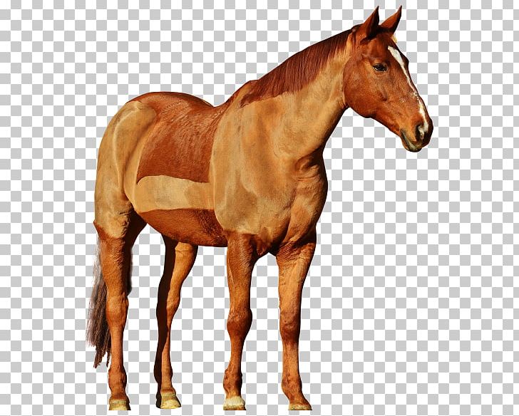 Mane Mustang Stallion Hackney Horse PNG, Clipart, Bridle, Colt, Equestrian, Foal, Hackney Horse Free PNG Download