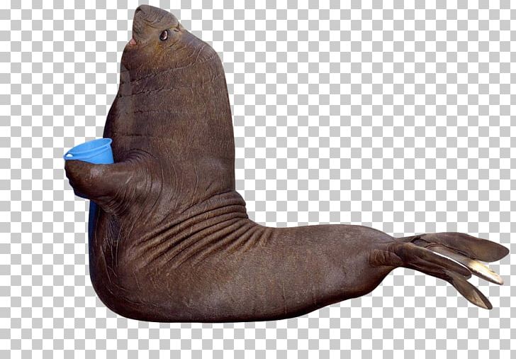 Sea Lion Walrus Southern Elephant Seal Harbor Seal Harp Seal PNG, Clipart, Animal, Earless Seal, Elephant Seal, Fauna, Grey Seal Free PNG Download