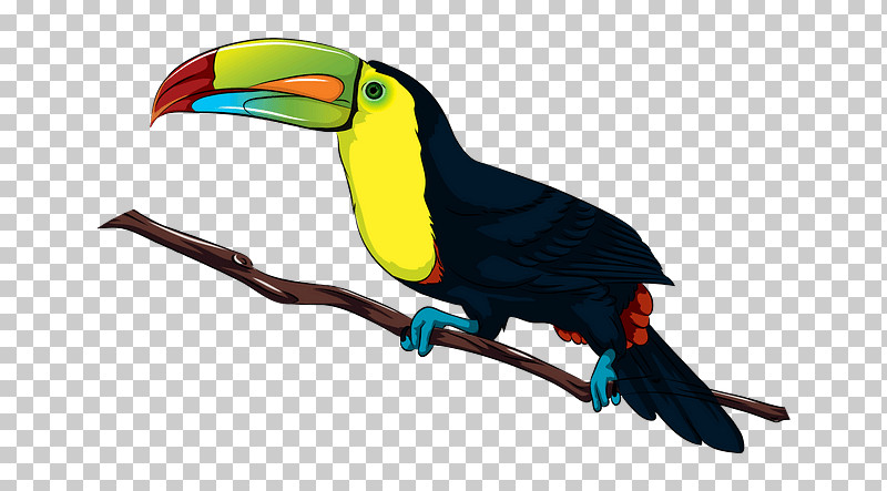 Bird Toucan Beak Piciformes PNG, Clipart, Beak, Bird, Piciformes, Toucan Free PNG Download