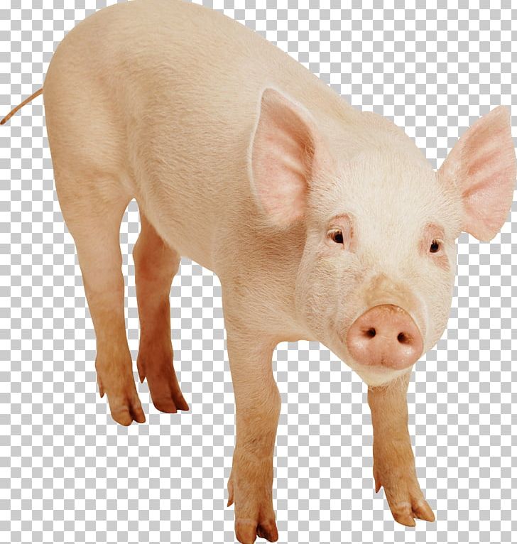 Domestic Pig PNG, Clipart, Adorable, Animals, Awesome, Biology, Cats Free PNG Download