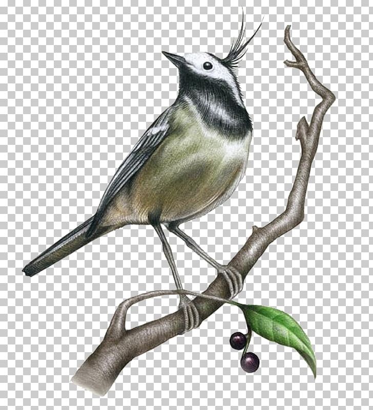 Drawing Painting Bird Illustration PNG, Clipart, Beak, Bir, Bird, Bird Cage, Black Hair Free PNG Download