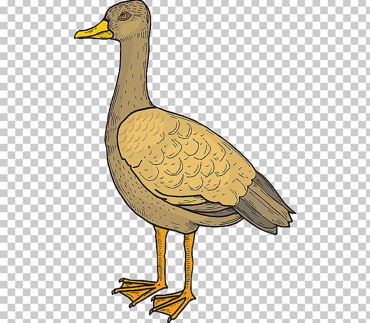 Duck Goose Bird Beak Cygnini PNG, Clipart, Animals, Beak, Bird, Cygnini, Duck Free PNG Download