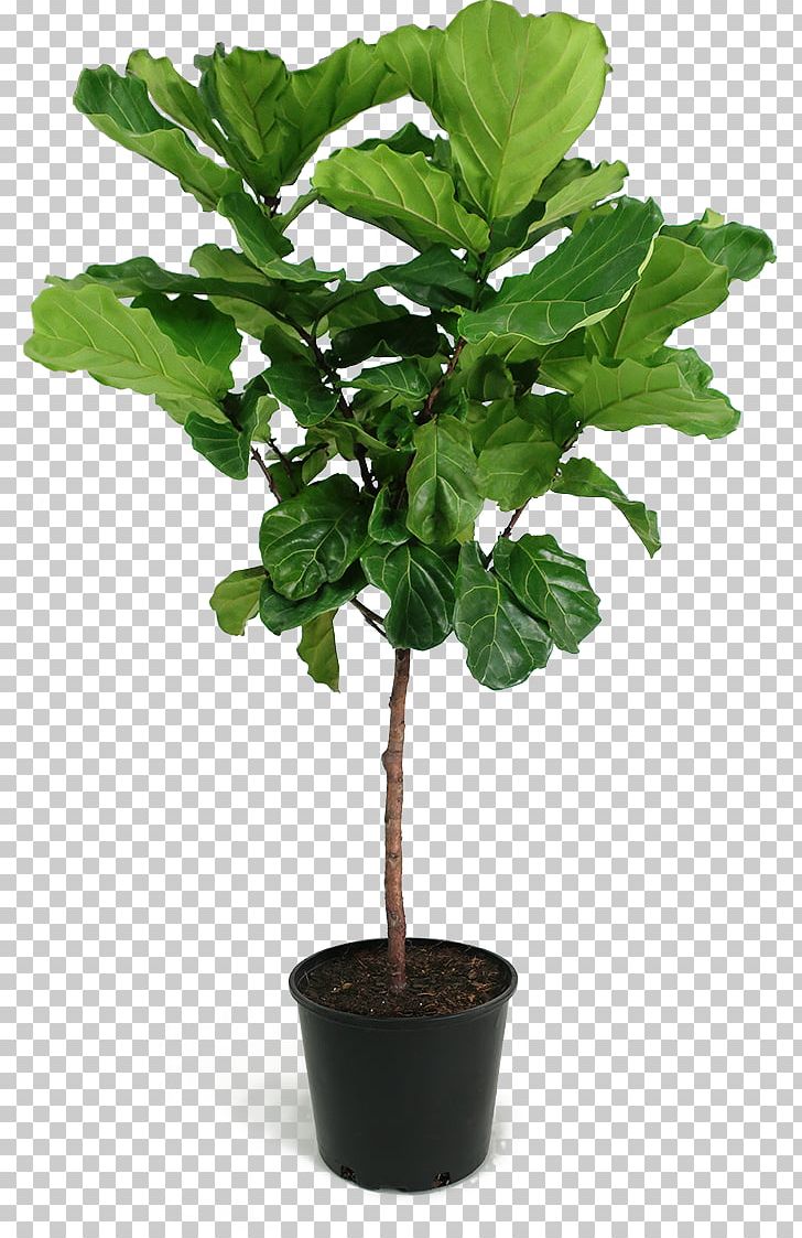 Fiddle-leaf Fig Weeping Fig Common Fig Chinese Sweet Plum Houseplant PNG, Clipart, Branch, Common Fig, Famous Scenic Spot, Fiddleleaf Fig, Fig Leaf Free PNG Download