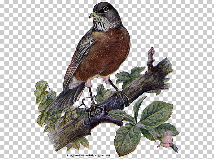 Bird European Robin Sparrow American Robin PNG, Clipart, American Robin, Animals, Beak, Bird, Bird Nest Free PNG Download