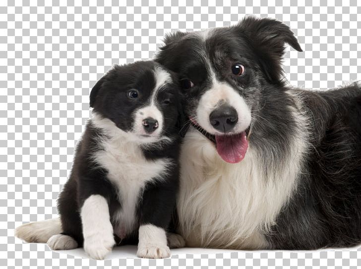 Border Collie Rough Collie Smooth Collie Puppy Old English Sheepdog PNG, Clipart, Absolutely, Animals, Border, Border Collie, Breed Free PNG Download