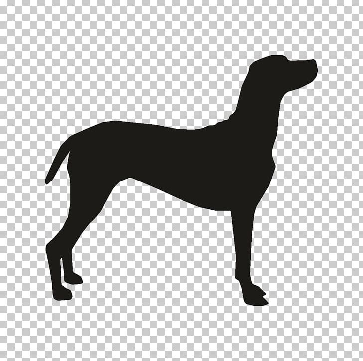 Dobermann Bulldog Bull Terrier Puppy Dog Harness PNG, Clipart, Animals, Black, Bulldog, Bull Terrier, Carnivoran Free PNG Download