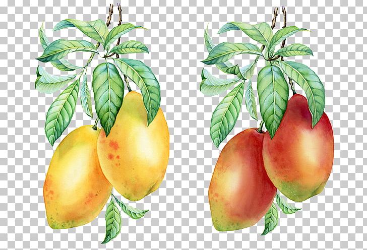 Mango Pudding Auglis PNG, Clipart, Apple, Auglis, Citrus, Color, Diet Food Free PNG Download