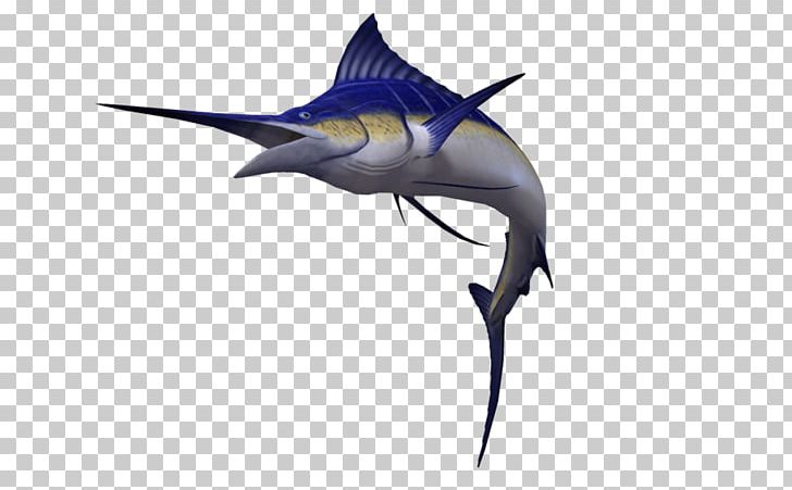 Swordfish Atlantic Blue Marlin Sailfish PNG, Clipart, Animals, Atlantic Blue Marlin, Billfish, Biology, Black Marlin Free PNG Download