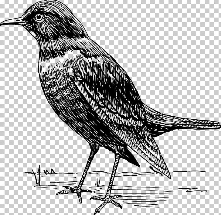 American Crow Common Blackbird PNG, Clipart, American Crow, American Sparrows, Animals, Beak, Bird Free PNG Download