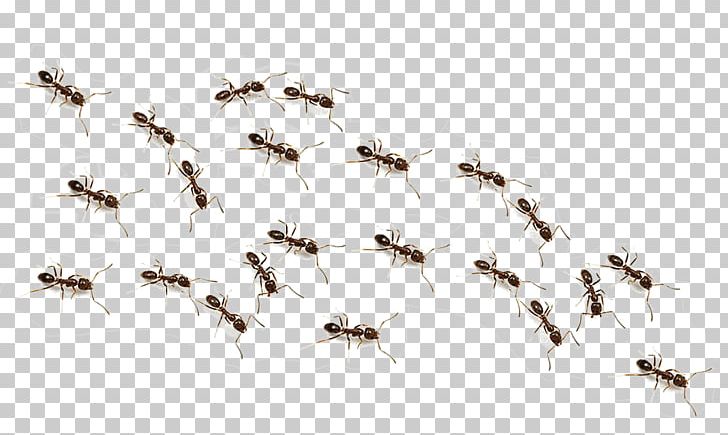 Ant Pest PNG, Clipart, Ant, Arthropod, Desktop Wallpaper, Eusociality, Fly Free PNG Download