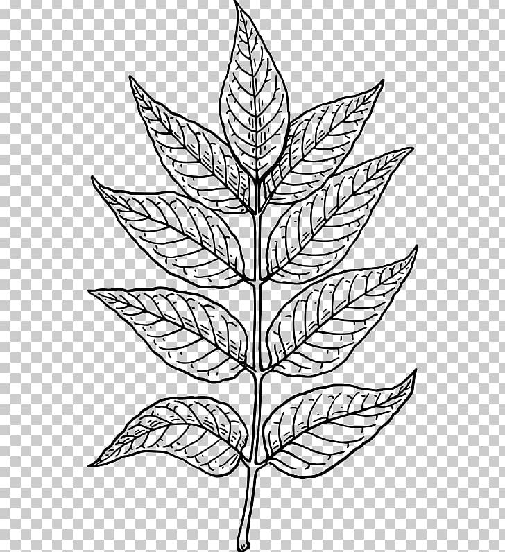 Botany Leaf Computer Icons PNG, Clipart, Autumn Leaf Color, Black And White, Botany, Branch, Coloring Page Free PNG Download