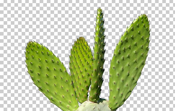Cactaceae PNG, Clipart, Barbary Fig, Biome, Cactaceae, Cactus, Caryophyllales Free PNG Download