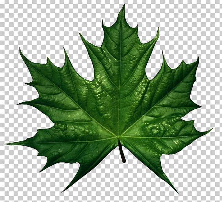 Maple Leaf PNG, Clipart, Autumn Leaf Color, Blog, Computer Icons, Desktop Wallpaper, Drawing Free PNG Download