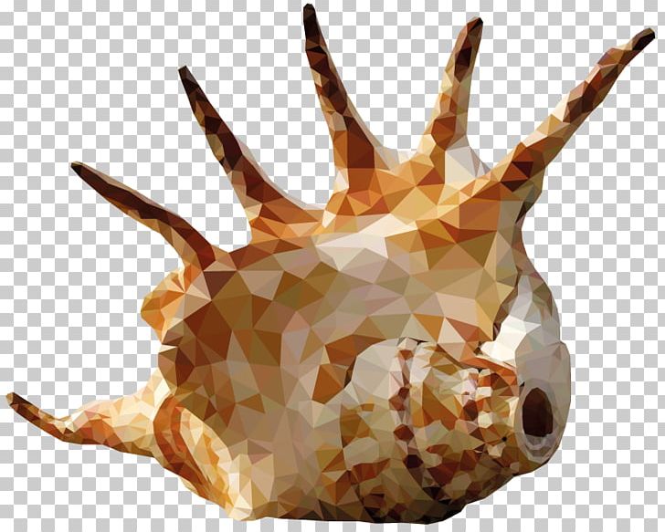 Seashell Shell Beach Conch PNG, Clipart, Animals, Animal Source Foods, Beach, Calcium Carbonate, Conch Free PNG Download