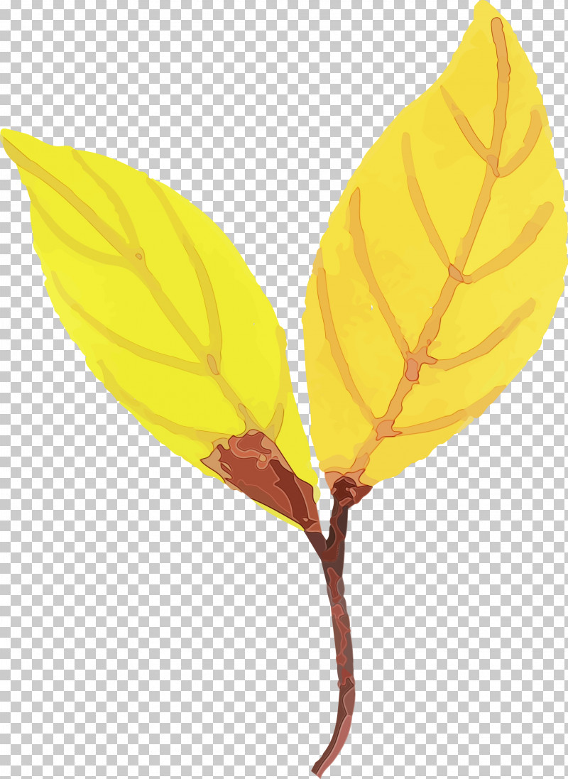 Leaf Yellow Science Biology Plants PNG, Clipart, Biology, Colorful Leaf, Leaf, Paint, Plants Free PNG Download