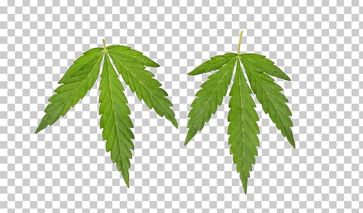 Cannabis Industry Cannabis Industry Hemp PNG, Clipart, Cannabis, Cannabis Industry, Cannabis Ruderalis, Chemical Industry, Drawing Free PNG Download
