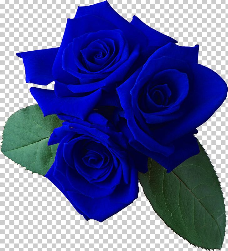 Garden Roses Flower Bouquet Cut Flowers PNG, Clipart, Blue, Blue Rose, Cobalt Blue, Computer Icons, Cut Flowers Free PNG Download