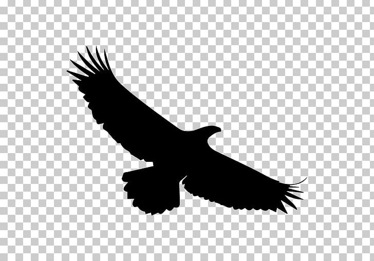 Bald Eagle Silhouette Bird PNG, Clipart, Accipitriformes, Animals, Bald Eagle, Beak, Bird Free PNG Download