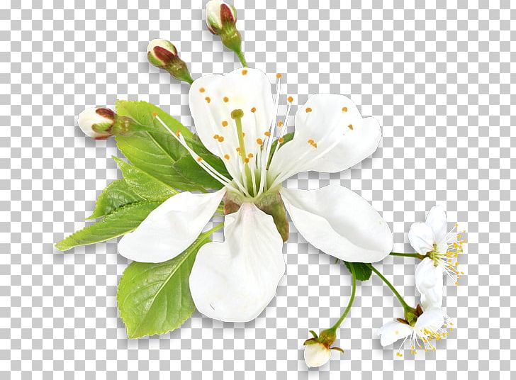 Flower Desktop PNG, Clipart, Blossom, Branch, Cherry Blossom, Clip Art, Color Free PNG Download