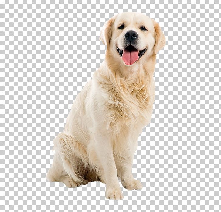 Golden Retriever Puppy Dog Breed Labrador Retriever Beagle PNG, Clipart, Animals, Beagle, Border Collie, Carnivoran, Companion Dog Free PNG Download
