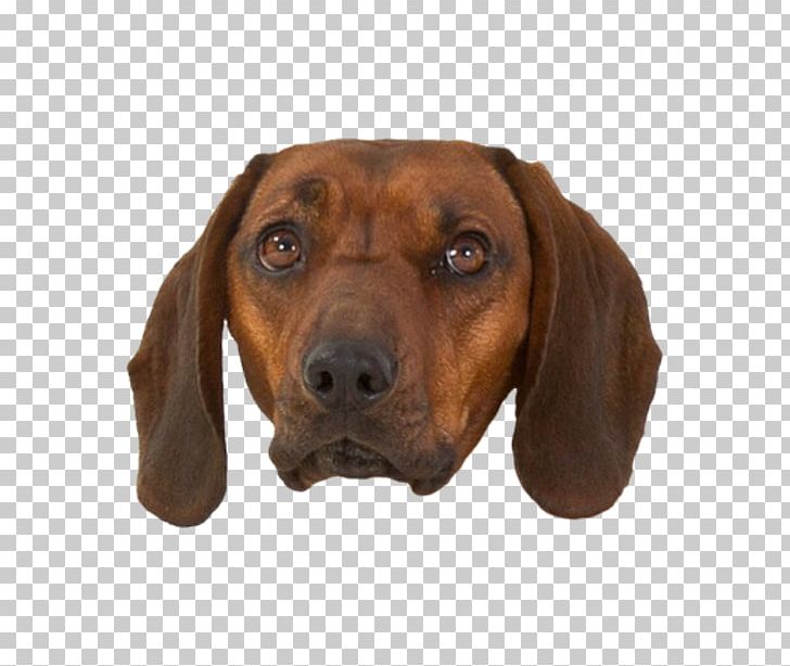 Redbone Coonhound Treeing Walker Coonhound Black And Tan Coonhound Plott Hound Dachshund PNG, Clipart, Black And Tan Coonhound, Black Tan, Carnivoran, Coonhound, Dachshund Free PNG Download