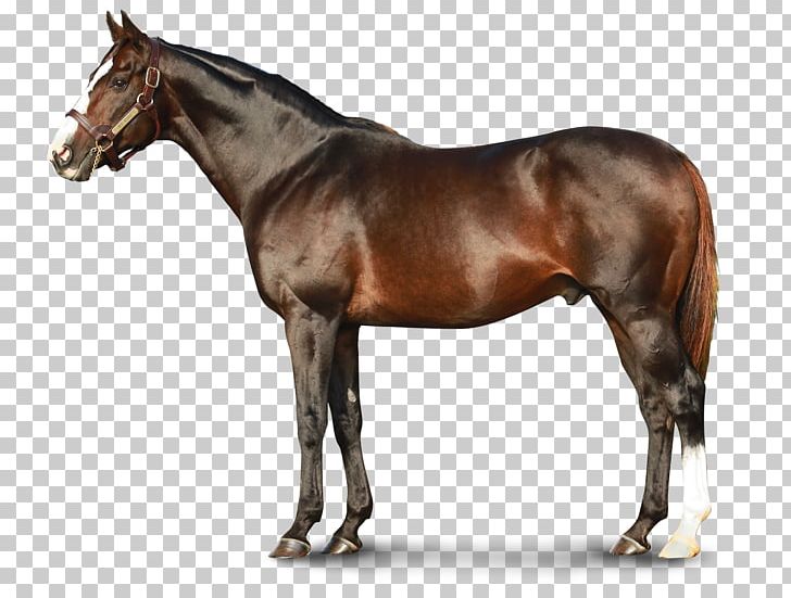 Thoroughbred Teofilo Stallion Equestrian Horse Racing PNG, Clipart, Bloodhorse, Bridle, California Chrome, Colt, Darley Stud Free PNG Download