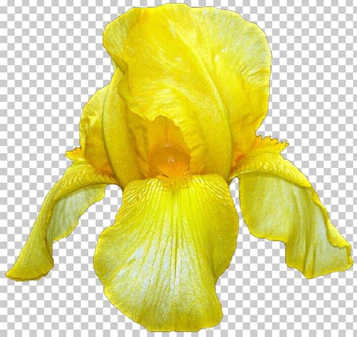 Iris Pseudacorus Flower Iridaceae PNG, Clipart, Background Nature, Desktop Wallpaper, Flower, Flowering Plant, Iridaceae Free PNG Download