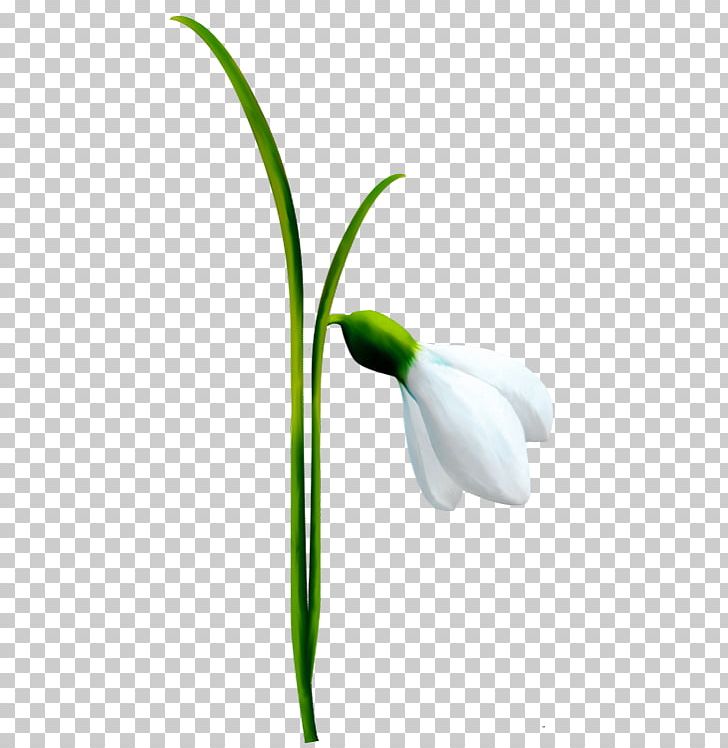 Snowdrop Flower PNG, Clipart, Arum, Birth Flower, Bitmap, Bud, Cicek Free PNG Download