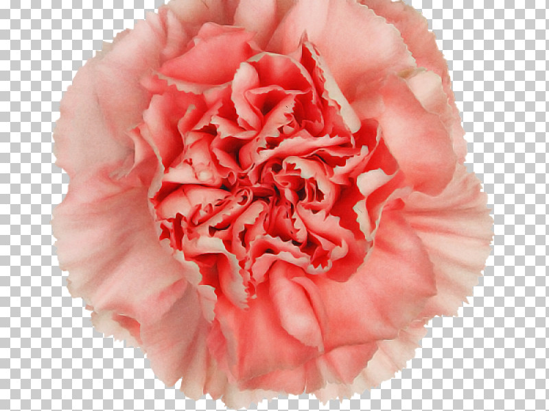 Pink Carnation Flower Petal Plant PNG, Clipart, Carnation, Chinese Peony, Common Peony, Cut Flowers, Flower Free PNG Download