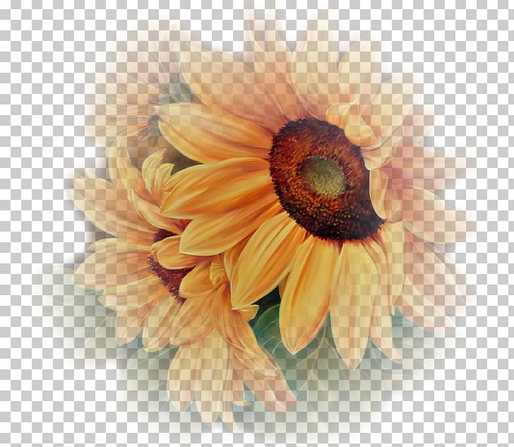 Centerblog Flower PNG, Clipart, Chrysanths, Daisy Family, Decorative, Floral Border, Flowers Free PNG Download