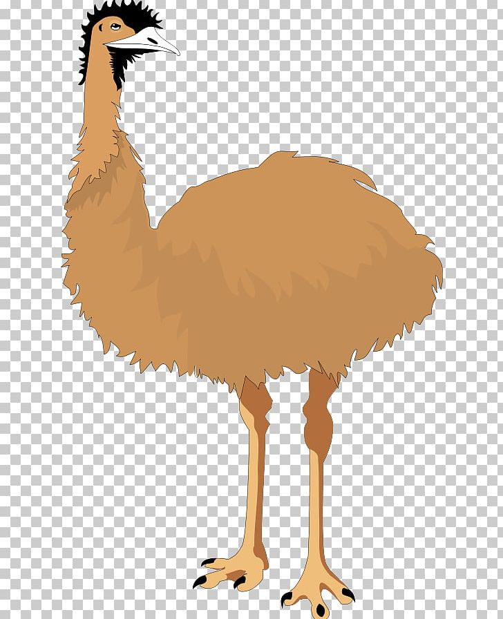 clipart chicken ostrich