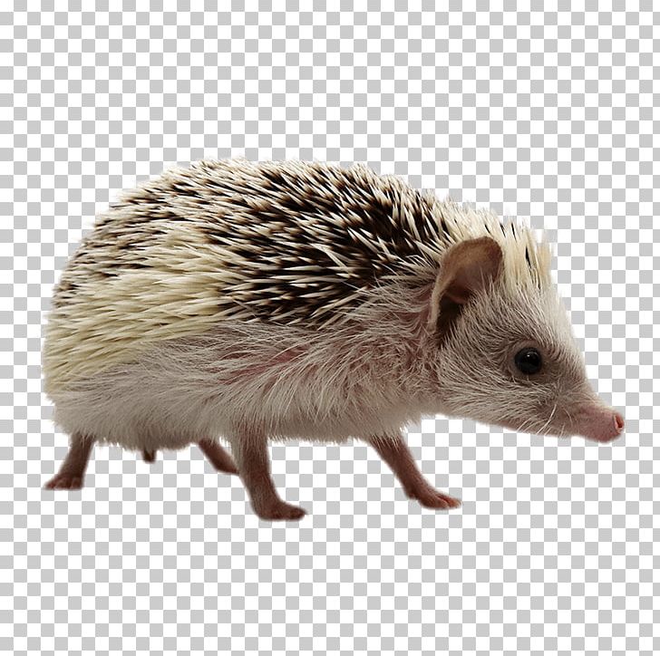 Domesticated Hedgehog Porcupine Domestication Fauna PNG, Clipart, Animals, Domesticated Hedgehog, Domestication, Erinaceidae, Fauna Free PNG Download