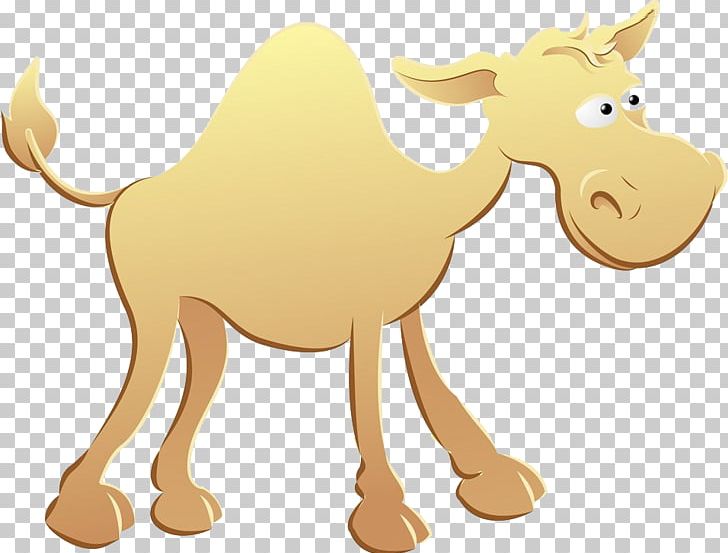 Dromedary Bactrian Camel PNG, Clipart, Animal, Animals, Camel, Carnivoran, Cartoon Free PNG Download