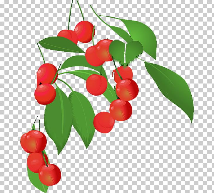 Lingonberry Barbados Cherry Natural Foods PNG, Clipart, Aquifoliaceae, Barbados Cherry, Beautiful, Berry, Branch Free PNG Download