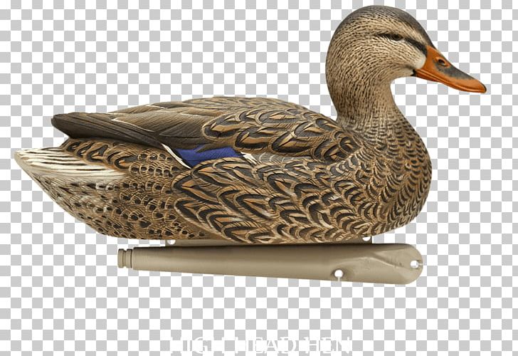 Mallard Duck Decoy Waterfowl Hunting PNG, Clipart, Animals, Avian, Beak, Bird, Bluewinged Teal Free PNG Download