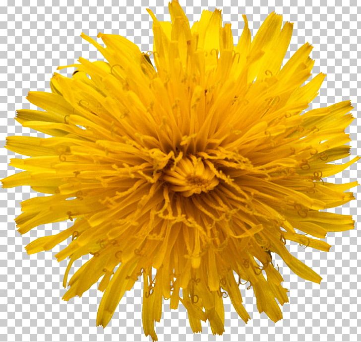 Common Sunflower PNG, Clipart, Chrysanths, Common Sunflower, Computer Icons, Cut Flowers, Daisy Family Free PNG Download