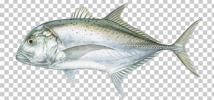 Giant Trevally Bigeye Trevally Crevalle Jack Fish Golden Trevally PNG, Clipart, Anchovy, Blue Runner, Blue Shark, Bony Fish, Carangidae Free PNG Download