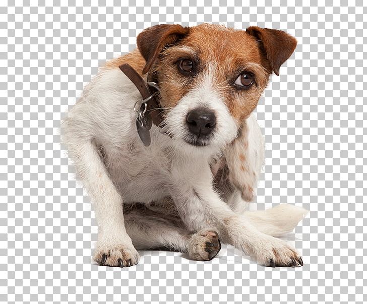 Jack Russell Terrier Puppy Dog Breed Companion Dog Dog Flea PNG, Clipart, Animals, Animal Shelter, Bravecto, Carnivoran, Collar Free PNG Download