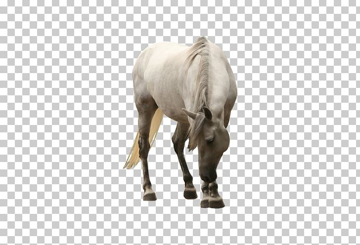 Mustang Foal PNG, Clipart, Animal, Animals, Bow, Bows, Bow Tie Free PNG Download